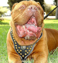 Royal Dog Harness - Exclusive Design Studded Leather Harness Royal Dog Harness - Exclusive Design Studded Leather Harness