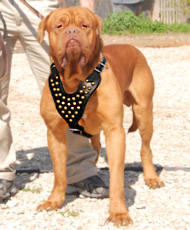 Dogue De Bordeaux Studded Walking dog harness-hand made harness Dogue De Bordeaux Studded Walking dog harness-hand made harness