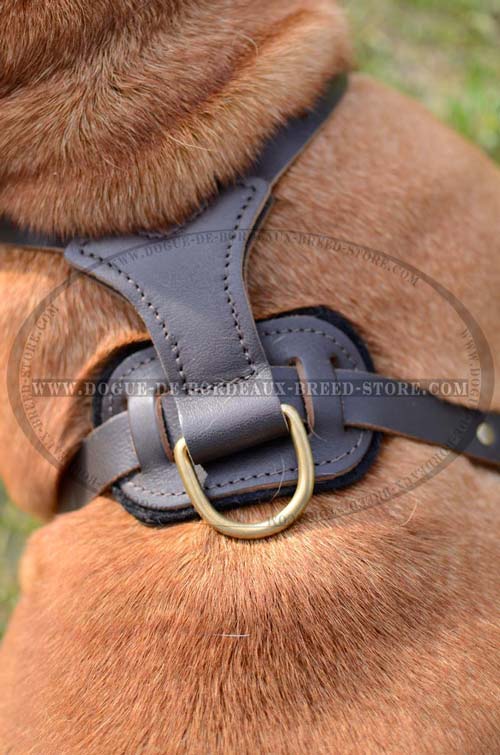 Comfy Padded Leather Dog Harness with Brass Studs Decoration for French Mastiff