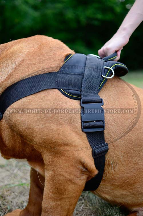 Dogue de Bordeaux Breed Harness Designed not to Restrict Dog Movements