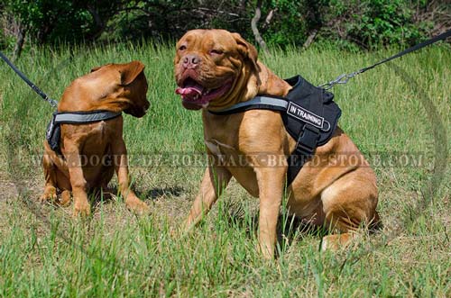 Dogue de Bordeaux Harness with ID Patches for Patrolling and Tracking