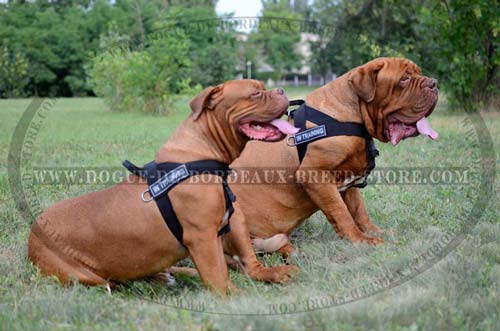 Light Weight Nylon Tracking Dog Harness for Dogue de Bordeaux