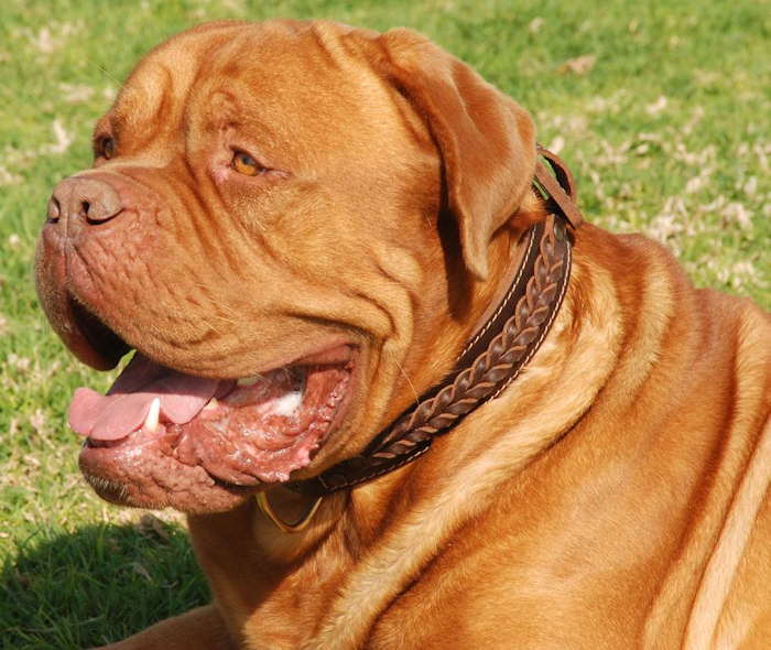Dogue+de+bordeaux+breeders+ontario