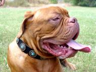 Tan Leather Dog Collar with Silver Plated Circles Blue Stones
