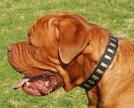 Gorgeous Wide Leather Dog Collar With Plates-Dog De Bordeaux