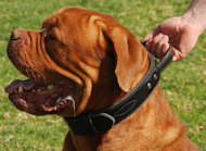 French Mastiff leather agitation dog collar with handle