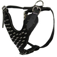Spiked leather dog harnesses for Frenh Mastiff-Dogue De Bordeaux Spiked leather dog harnesses for Frenh Mastiff-Dogue De Bordeaux