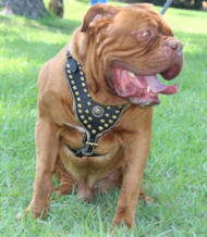 Dogue De Bordeaux Royal Leather Dog Harness Dogue De Bordeaux Royal Leather Dog Harness