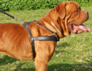 Pulling /TrackingLeather Dog Harness for Bordeaux Bulldog Pulling /TrackingLeather Dog Harness for Bordeaux Bulldog
