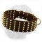 "Gladiator" Extra Wide Leather Walking Collar with Spikes for Dogue de Bordeaux