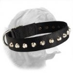 Gorgeous Wide Nylon Dogue de Bordeaux Collar With Nickel Plated Pyramids