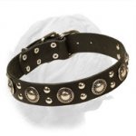 Reliable Dogue de Bordeaux Leather Collar for Trendy Dogs