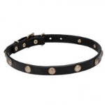 "Sunny Beams" 3/4 Inch (20 mm) wide Leather Dogue de Bordeaux Collar with Engraved Brass-Covered Studs