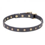 Adorable Dogue de Bordeaux Leather Collar with Handset Studs