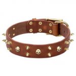 Genuine Leather Dogue de Bordeaux Collar with Brass Spikes and Skulls
