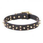 Splendid Dogue de Bordeaux Collar with Brass Studs and Spikes