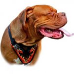 Heavy Duty Dogue de Bordeaux Breed Harness with Flames Painting