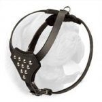 Stylish Leather Harness for Dogue de Bordeaux Puppies with Studs