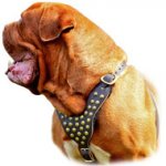 Dogue De Bordeaux Studded Walking dog harness-hand made harness