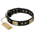 "Spanish night" FDT Artisan Fashionable Leather Walking Dogue de Bordeaux Collar