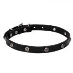 Leather Dogue de Bordeaux Collar with Chrome Plated Engraved Studs