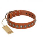 "Silver Spike" Handmade FDT Artisan Tan Leather Dogue de Bordeaux Collar with Old Silver-Like Spikes