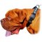 Extra Strong Dogue de Bordeaux Nylon Collar with Identification Patches
