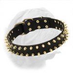 Leather Special Dogue de Bordeaux Collar With Golden-Like Spikes