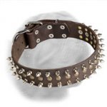 Incredible Dogue de Bordeaux Decorated Leather Collar