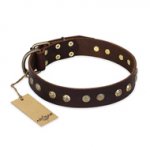 "Bronze Sheen" FDT Artisan Leather Dogue de Bordeaux Collar with Brass-Plated Studs