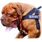 Dogue de Bordeaux Nylon Harness for Pulling, Tracking, Training and SAR