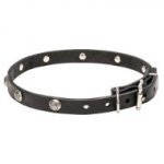 Leather Dogue de Bordeaux Collar with Engraved Studs