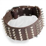 Spiked and Studded Dogue de Bordeaux Collar for a Fashionable Dog