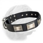 Vintage Style Walking Leather Collar for Dogue de Bordeaux with Exclusive Plates