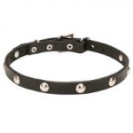 Dogue de Bordeaux Collar with Half-Ball Chrome Plated Studs
