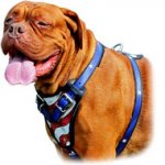 Exclusive Heavy Duty Training Harness with Hand Set Pattern for Dogue de Bordeaux