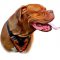 Heavy Duty Dogue de Bordeaux Breed Harness with Flames Painting