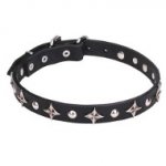 Leather Dogue de Bordeaux Collar with Chrome Plated Stars and Studs