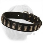 Amazing Dogue de Bordeaux Leather Collar with Plates