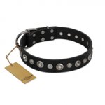 "Genteel Charm" FDT Artisan Black Leather Dogue de Bordeaux Collar with Silver-like Round Conchos