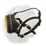 Open-Ended Nappa Padded Dogue de Bordeaux Leather Muzzle with Brass Studs Decoration