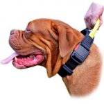 Extra Wide Dogue de Bordeaux Nylon Collar with Comfortable Handle and Specially Constructed Quick Release Buckle