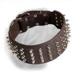 Extra Wide Dogue de Bordeaux Spiked Collar