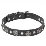 Leather Dogue de Bordeaux Collar with Silver-Like Conchos and Half-Ball Studs