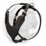 Heavy Duty Training Leather Harness for Dogue de Bordeaux