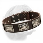 Strong Leather Dogue de Bordeaux Collar with Nickel Plated Hardware