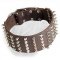 Spiked and Studded Dogue de Bordeaux Collar for a Fashionable Dog