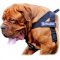 Dogue de Bordeaux Nylon Harness for Pulling, Tracking, Training and SAR