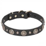 Stylish Leather Dogue de Bordeaux Collar with Brass Circles and Small Studs