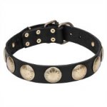 Leather Dogue de Bordeaux Collar with Brass Circles